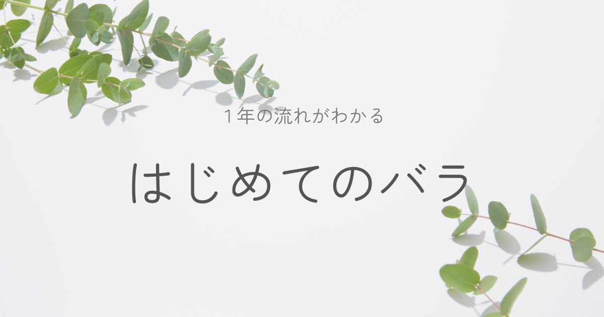 はじめてのバラのイメージ画像