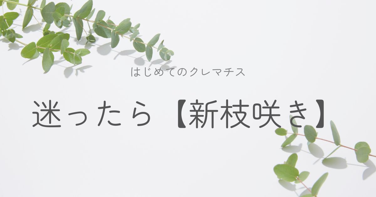 初めてのクレマチスのイメージ画像