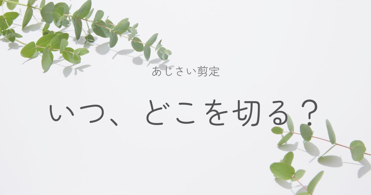 はじめてのあじさい、剪定どうする？のイメージ画像