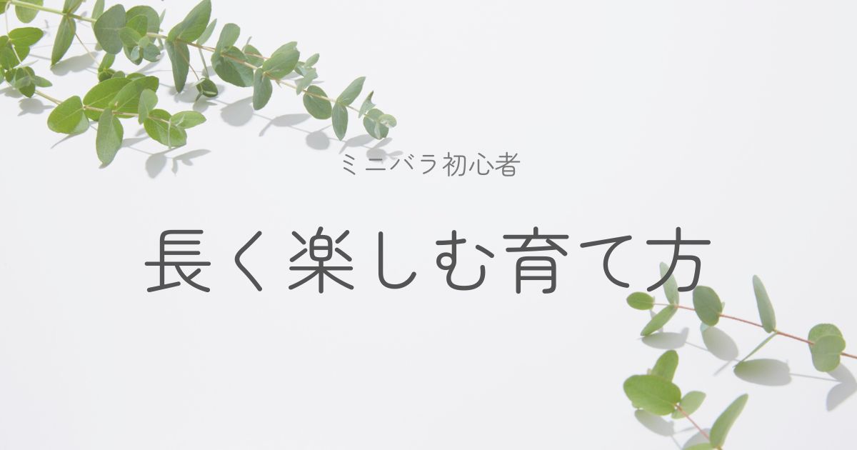 初心者向けミニバラの育て方のイメージ画像