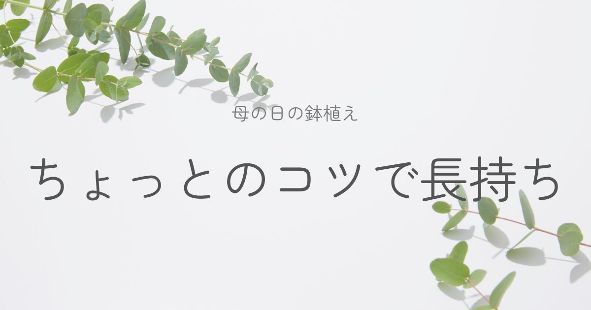 母の日の鉢植えのその後の管理についてのイメージ画像