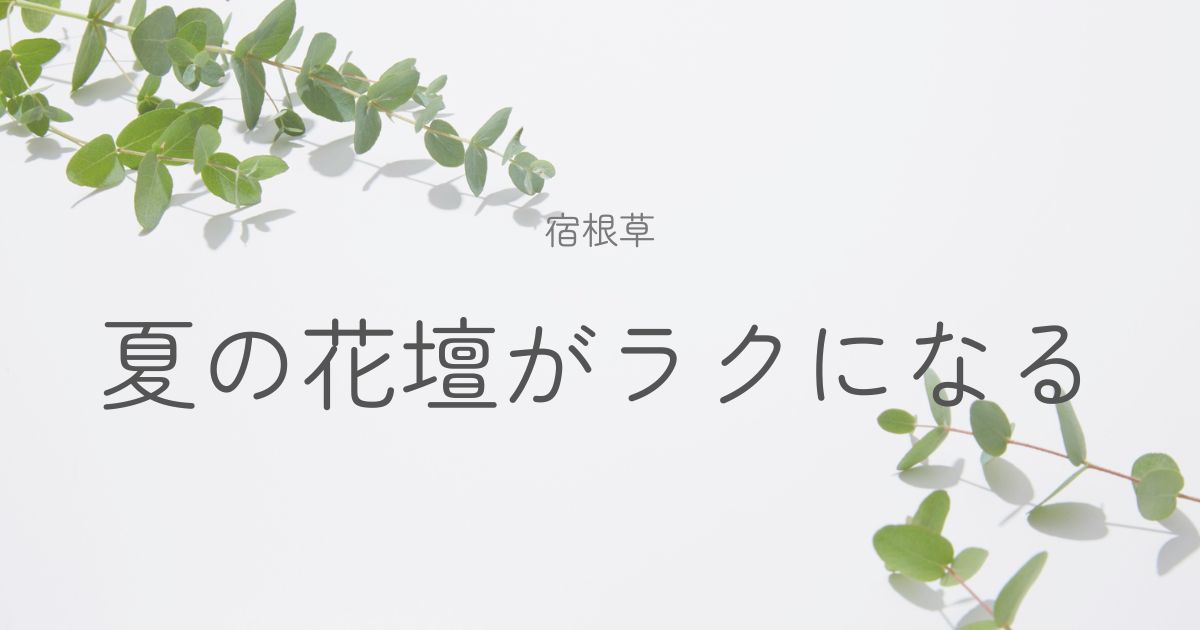 夏の宿根草の選び方のイメージ画像