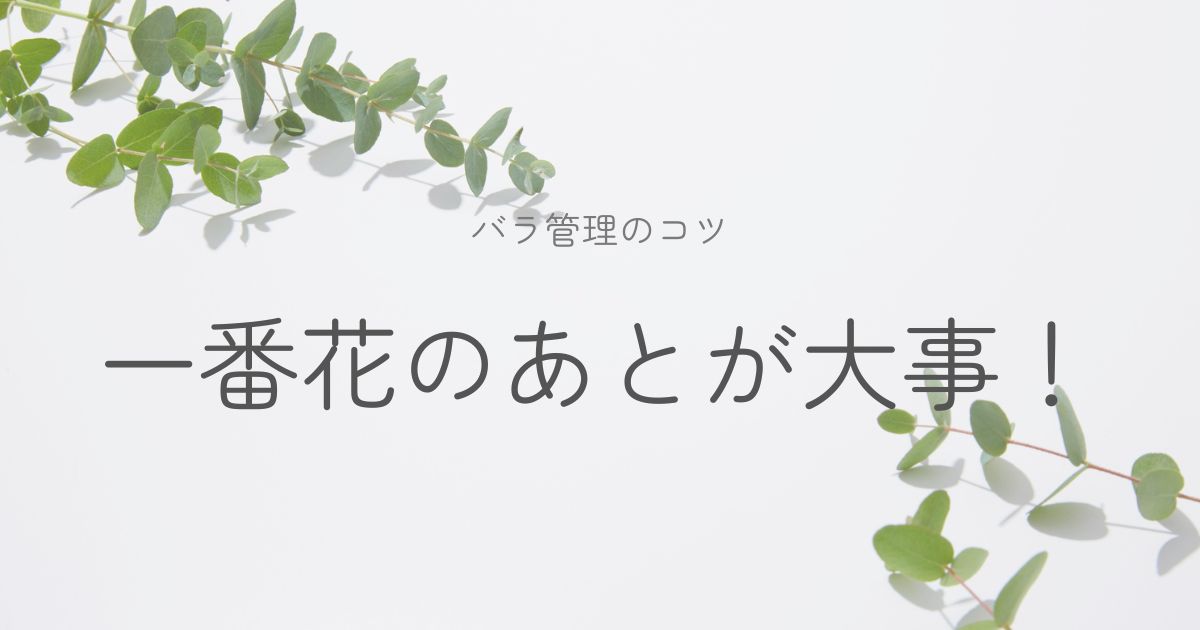 一番花のあとのバラ管理のコツについてのイメージ画 像