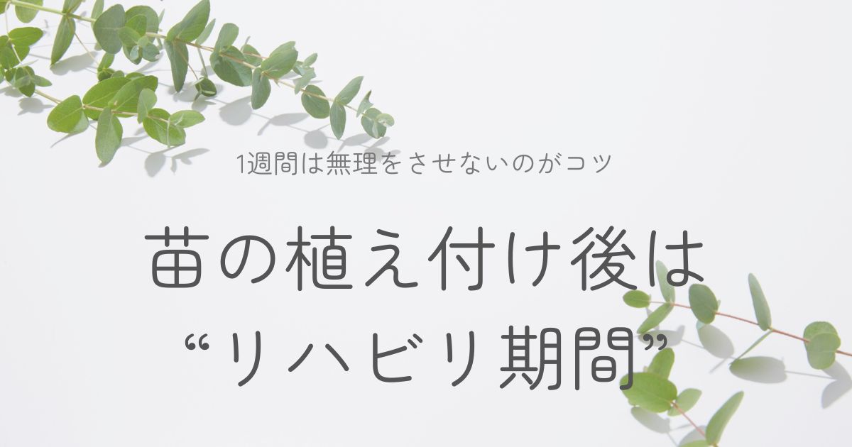 苗の植え付け後チェックポイントのイメージ画像