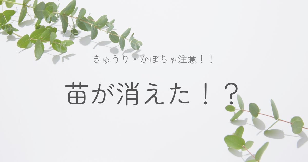 苗が消えた！ウリハムシ対策のイメージ画像