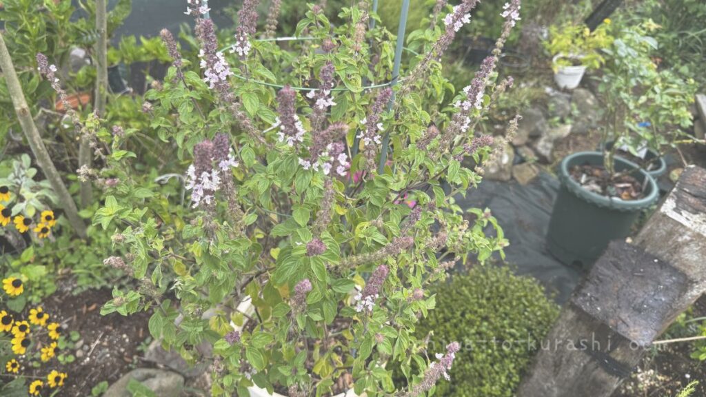 鉢植えのアフリカンブルーバジル