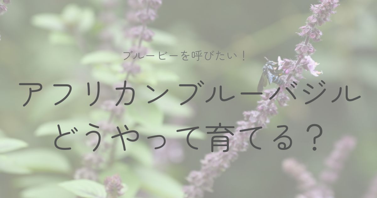 アフリカンブルーバジルの育て方についてのイメージ画像