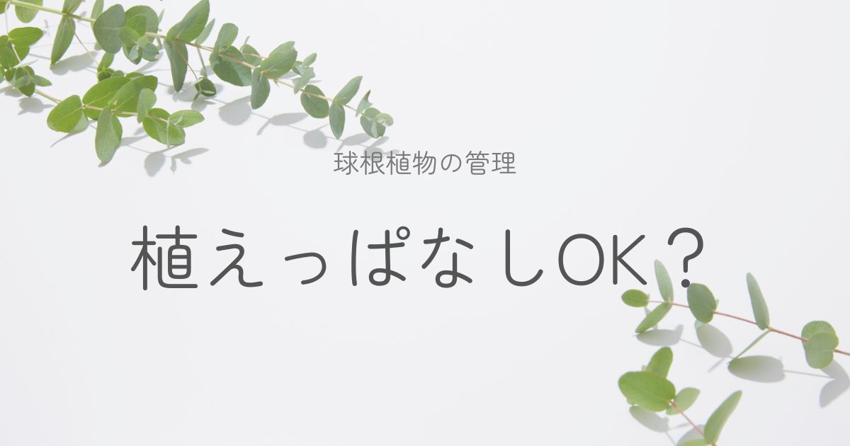 球根植物の花後の管理についてのイメージ画像