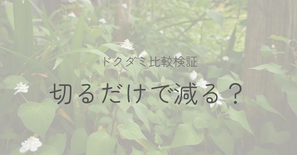 群生する八重のドクダミ