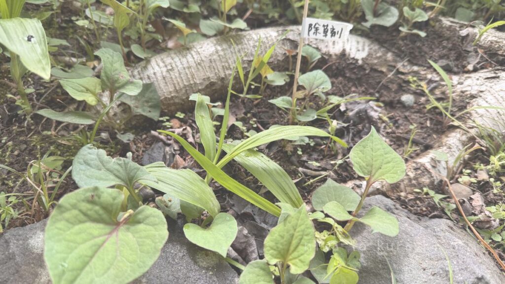 ドクダミの葉の両面に除草剤を塗る検証前の画像