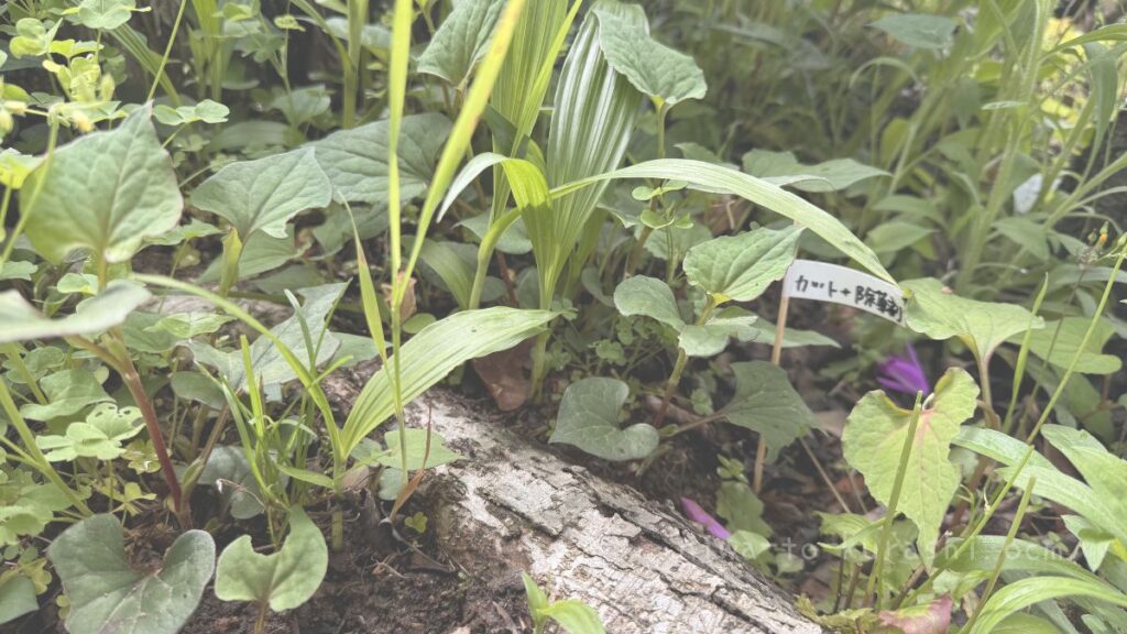 ドクダミをハサミで切った後に切り口に除草剤を塗る検証前の画像