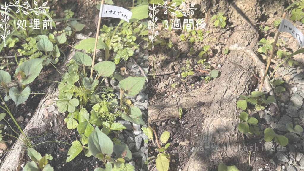 ドクダミの根元をハサミで切る検証前後の比較画像