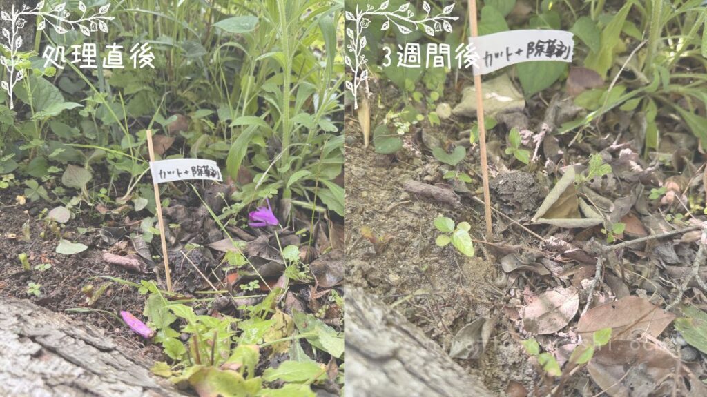ドクダミをハサミで切った後、切り口に除草剤を塗る検証の比較画像