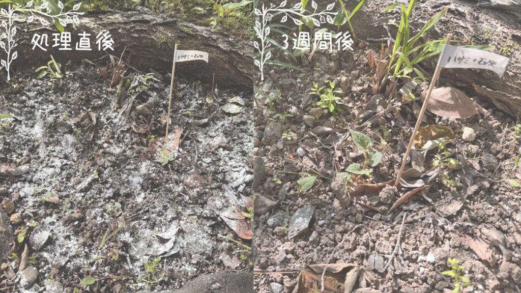 ドクダミをハサミで切った後に石灰をまく検証の比較画像
