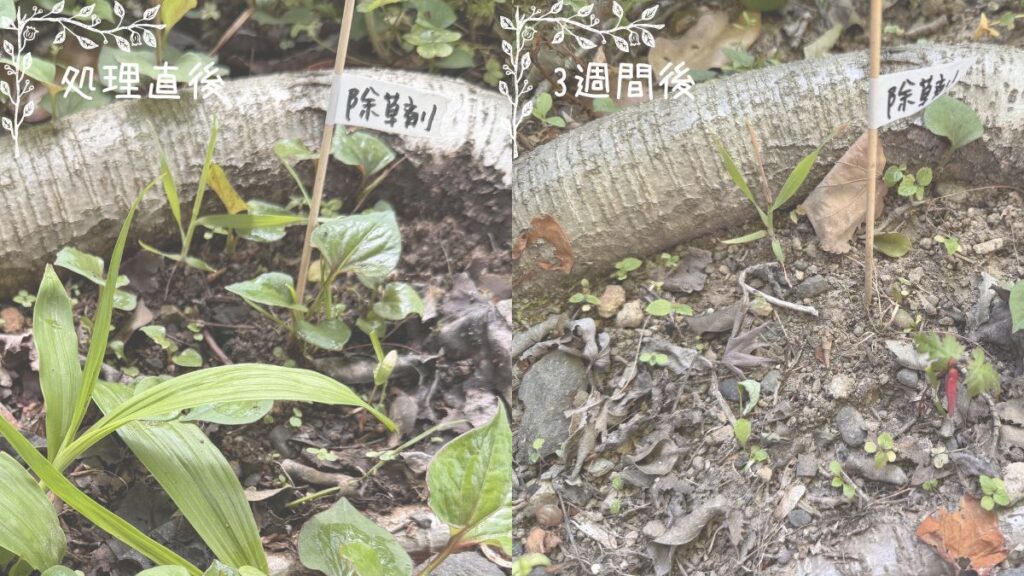 ドクダミの葉に除草剤を塗る検証の比較画像
