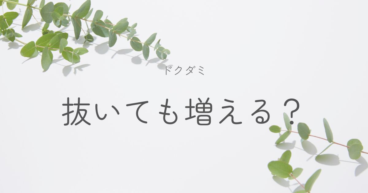 ドクダミの正しい対処法についてのイメージ画像