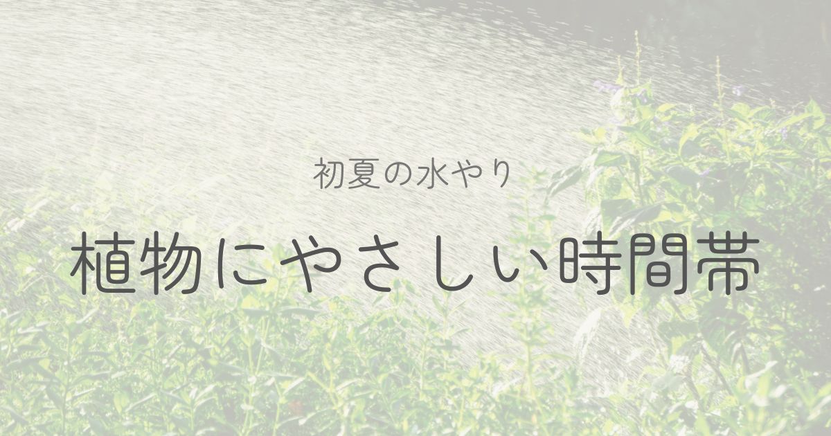 初夏の水やりについてのイメージ画像