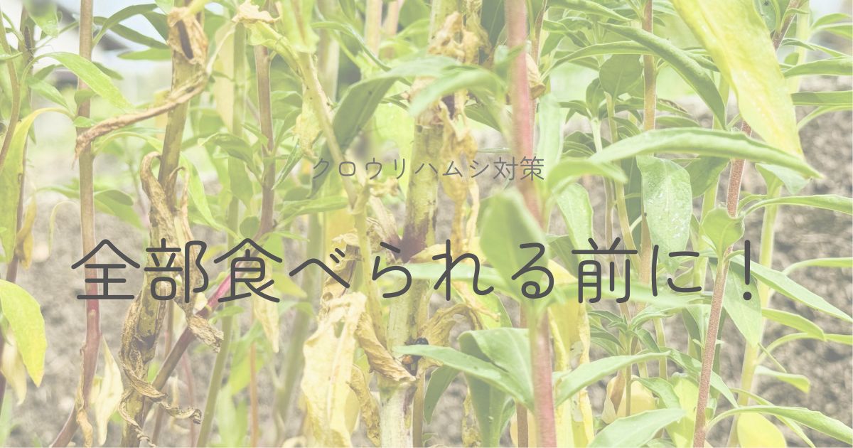 クロウリハムシの食害で傷んだ植物