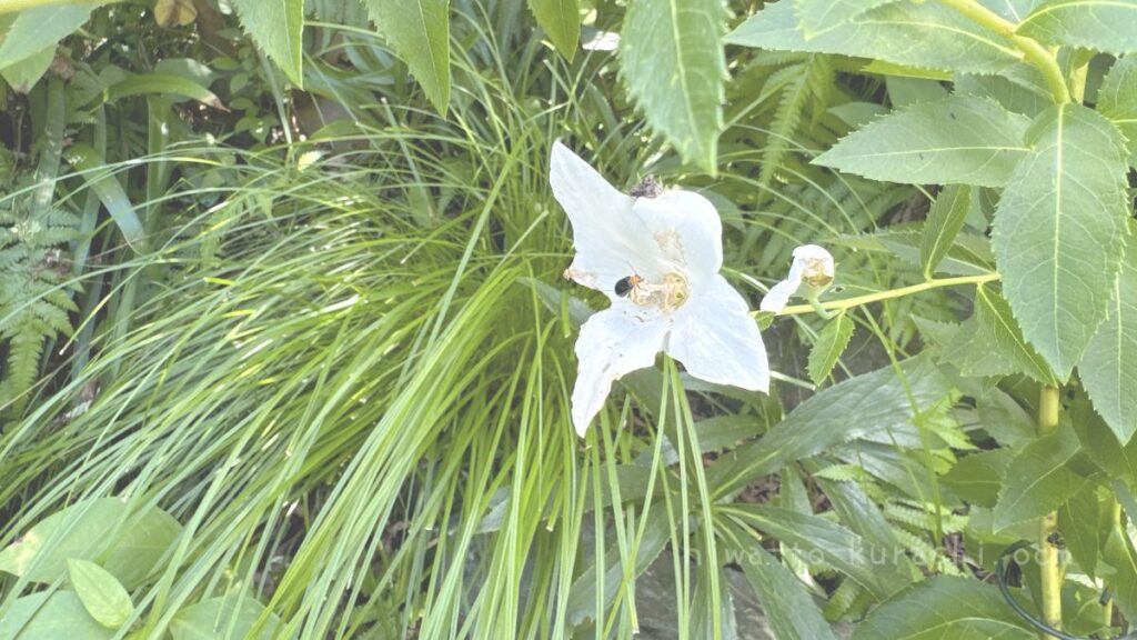キキョウの花を食害するクロウリハムシ