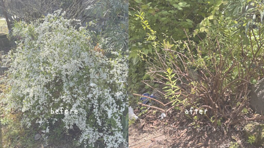 ユキヤナギの初夏の剪定のビフォーアフター