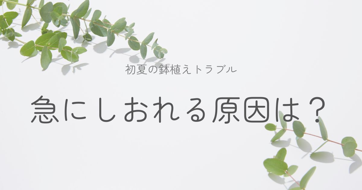 初夏の鉢植えが弱る原因と対処についてのイメージ画像