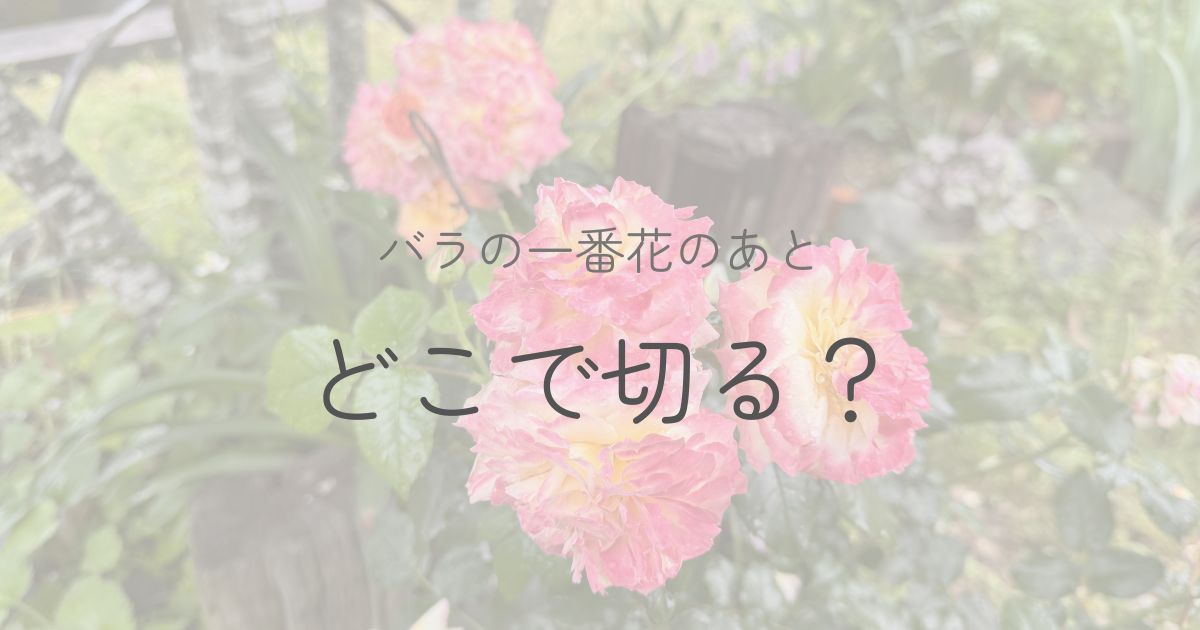 バラ後花後剪定についてのアイキャッチ画像