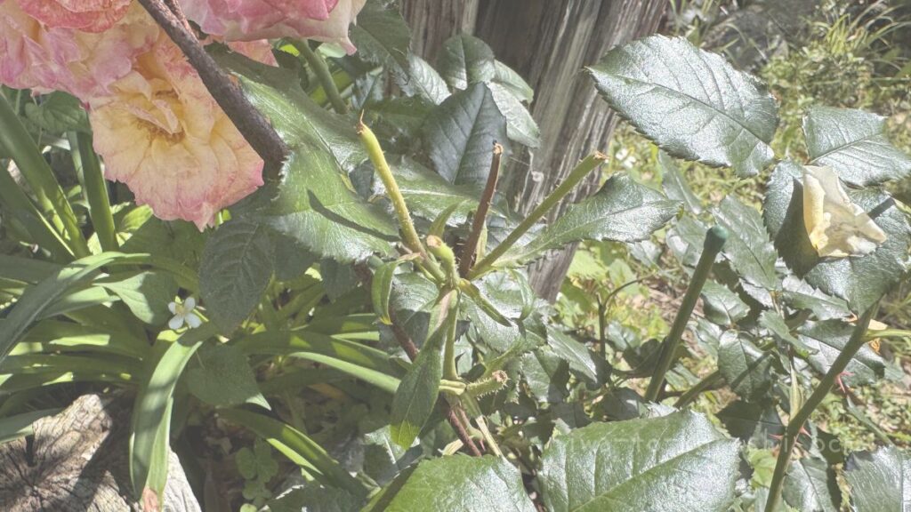 花首だけ折ったバラ