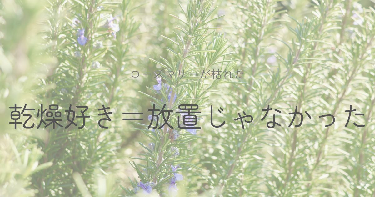 立性のローズマリー