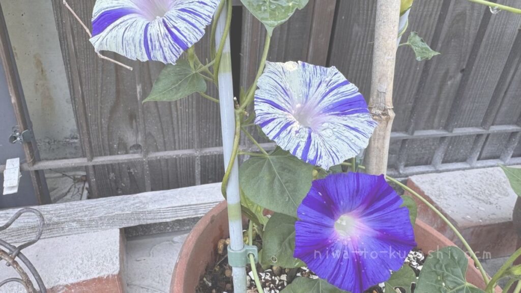 鉢植えのあさがおの花