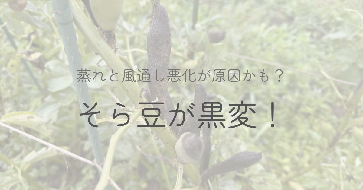 そら豆が黒変した原因は蒸れかもしれないについてのアイキャッチ画像