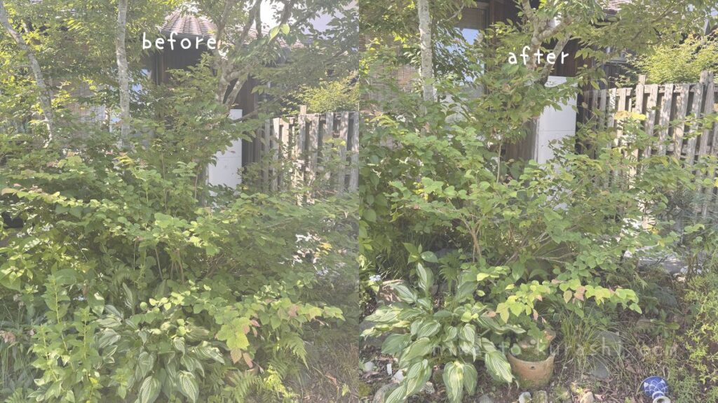 トサミズキの透かし剪定のビフォーアフター画像