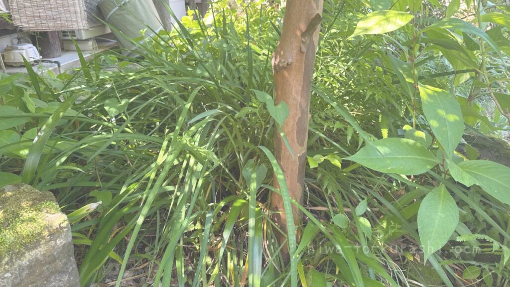 花壇の中で群生化した寒咲アヤメ