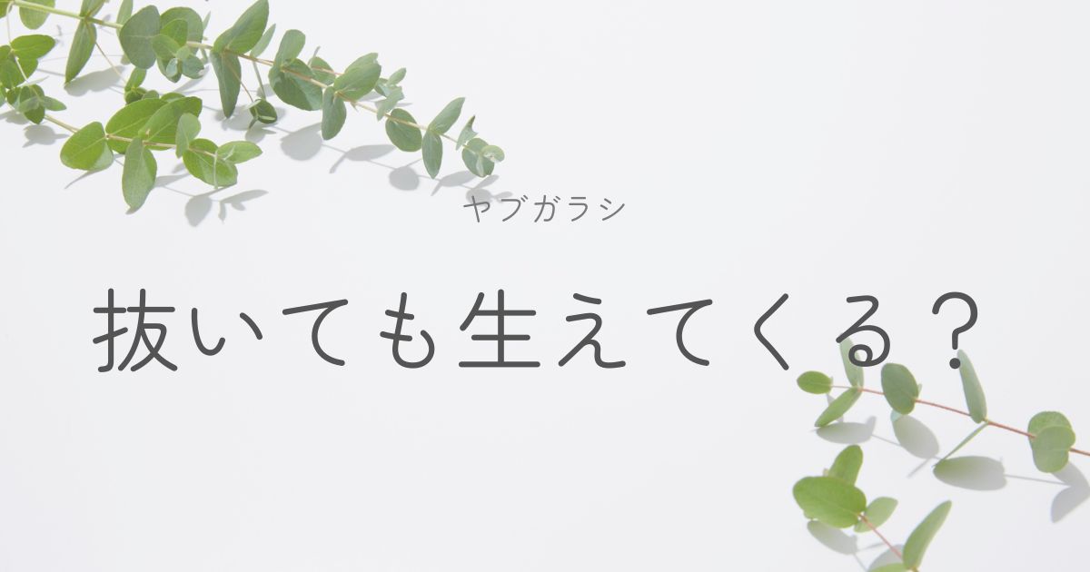 ヤブガラシの対処法についてのイメージ画像
